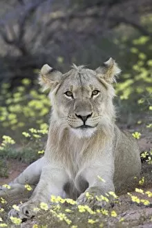 Laying Gallery: Young male lion (Panthera leo) resting among yellow wildflowers, Kgalagadi Transfrontier Park