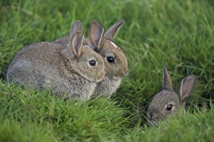 Young rabbits (Oryctolagus cuniculas), outside burrow, Teesdale, County Durham Young rabbits (Oryctolagus cuniculas), outside burrow, Teesdale, County Durham