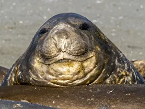 Young southern elephant seal bulls (Mirounga leoninar), molting on the beach in Gold Young southern elephant seal bulls (Mirounga leoninar), molting on the beach in Gold