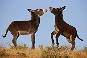 Two young wild burro (donkey) (Equus asinus) (Equus africanus asinus) playing Two young wild burro (donkey) (Equus asinus) (Equus africanus asinus) playing