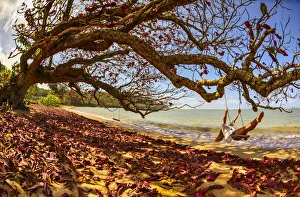 A young woman enjoys a quiet fall day by the seaside on a swing, Kiluea, Hawaii A young woman enjoys a quiet fall day by the seaside on a swing, Kiluea, Hawaii