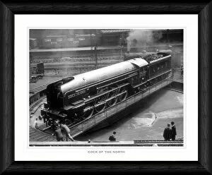 Audrey Gallery: Cock of the North on Turntable Framed Print