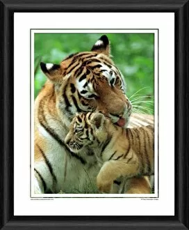 Wanda With Tiger Cub Framed Photographic Print