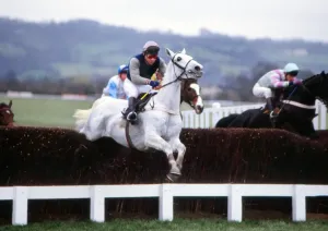 The Queen Mother Prints: Desert Orchid Print - Cheltenham Festival 1988