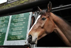 Horse Racing Prints: Paul Nicholls Yard Horse Racing Print