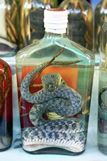 Snakes Gallery: Bottle of Snake Whiskey in Whisky Village near Luang Prabang, Laos