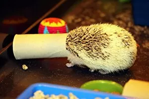 Images Dated 11th May 2013: Cali the Hedgehog gets her head stuck when playing with a toilet roll at the London Pet Show 2013