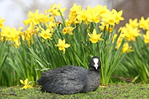 A Coot with Spring Daffodils in St. James Park, London A Coot with Spring Daffodils in St. James Park, London