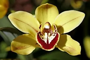 Images Dated 22nd March 2009: Cymbidium Loch Glow Orchid