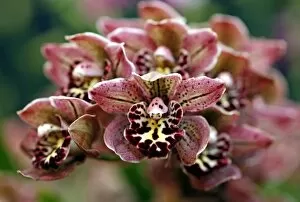 Images Dated 22nd March 2009: Cymbidium Vogels Magic Orchid