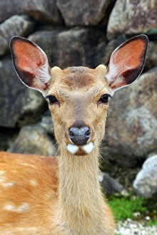 One of the many deer at Itsukushima Shinto Shrine on Miyajima Island, Hiroshima, Japan One of the many deer at Itsukushima Shinto Shrine on Miyajima Island, Hiroshima, Japan