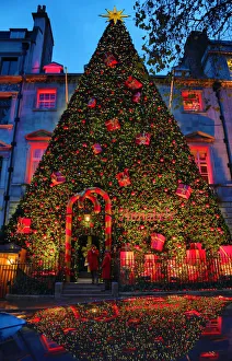 Giant Christmas tree outside Annabels, Berkeley Square, London Giant Christmas tree outside Annabels, Berkeley Square, London