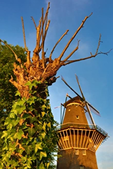 The De Gooyer Windmill and tree with ivy in Amsterdam, Holland The De Gooyer Windmill and tree with ivy in Amsterdam, Holland