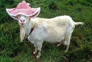 Images Dated 8th June 1992: Gordon the Goat wearing a floppy hat