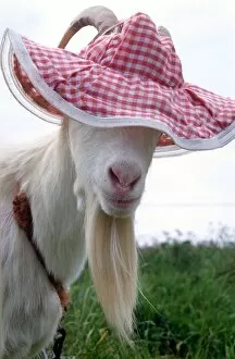 Images Dated 8th June 1992: Gordon the Goat wearing a pink floppy hat looking cute
