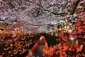 Illuminated cherry blossom Sakura along the Meguro River in Tokyo, Japan Illuminated cherry blossom Sakura along the Meguro River in Tokyo, Japan