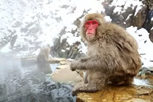 Images Dated 1st February 2014: Japanese Macaque Snow Monkey at the hot spring, Nagano, Japan