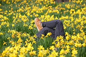 Legs amongst the Spring Daffodils in St. James Park, London Legs amongst the Spring Daffodils in St. James Park, London