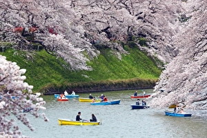 Looking at Cherry Blossom Sakura from boats in Tokyo, Japan Looking at Cherry Blossom Sakura from boats in Tokyo, Japan