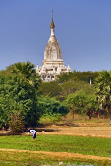 Man working in the fields with a Pagoda Temple in the background in Myinkaba Village Man working in the fields with a Pagoda Temple in the background in Myinkaba Village