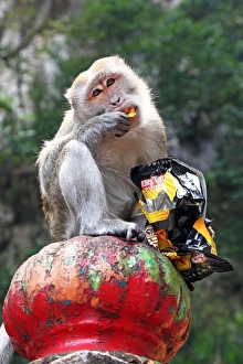 Monkey eating crisps outside the Batu Caves, a Hindu shrine in Kuala Lumpur, Malaysia Monkey eating crisps outside the Batu Caves, a Hindu shrine in Kuala Lumpur, Malaysia