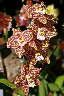 Odontioda Durham City Orchid