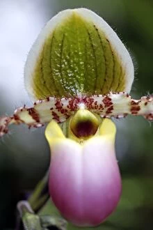 Images Dated 22nd March 2009: Pahiopedilum Pinocchio Orchid