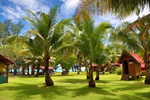 Palm trees at the Carp Island resort, Carp Island, Republic of Palau, Micronesia Palm trees at the Carp Island resort, Carp Island, Republic of Palau, Micronesia