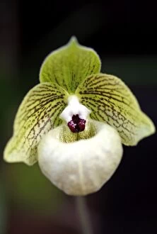 Images Dated 22nd March 2009: Paphiopedilum Malipoense Orchid