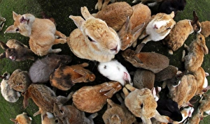 The Rabbits of Okunoshima, known as Rabbit Island, in Japan The Rabbits of Okunoshima, known as Rabbit Island, in Japan