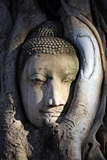 The stone head of a Buddha statue in the roots of a Bodhi tree in Wat Mahathat, Ayutthaya The stone head of a Buddha statue in the roots of a Bodhi tree in Wat Mahathat, Ayutthaya
