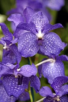Images Dated 22nd March 2009: Vanda Blue Magic Orchid