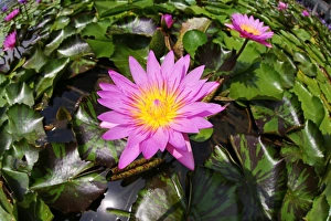 Water lily pond with flower and leaves and lily pads in Singapore, Republic of Singapore Water lily pond with flower and leaves and lily pads in Singapore, Republic of Singapore