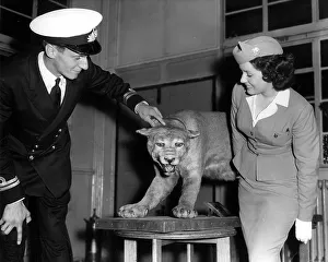 <b class=qtipBold><figcaption>I Hate Travelling</figcaption></b><br>A ferocious snarl was the greeting given by this puma on arrival at London airport from America. Published October 9th 1959.<br><em>© Flightglobal</em> I Hate Travelling