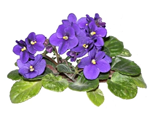 2011 Gallery: March Collection