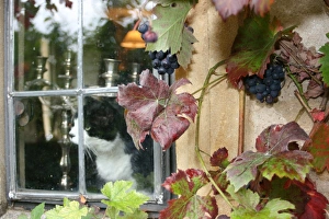 2008 Gallery: September Collection
