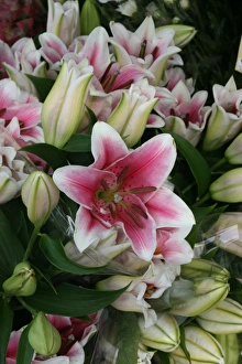 2008 Gallery: July Collection