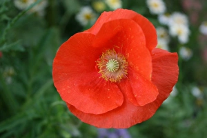 2009 Gallery: July Collection