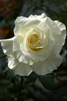 2011 Gallery: February Collection
