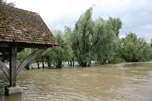 Trees in the water, River Rhine, Rheinfelden, Switzerland Trees in the water, River Rhine, Rheinfelden, Switzerland