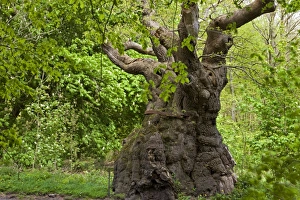 Over 1000 years old, the Big Belly Oak is the oldest tree in Savernake Forest, Marlborough Over 1000 years old, the Big Belly Oak is the oldest tree in Savernake Forest, Marlborough
