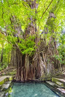 A 400-plus year old balete tree with a freshwater spring flowing from its base, Lazi A 400-plus year old balete tree with a freshwater spring flowing from its base, Lazi