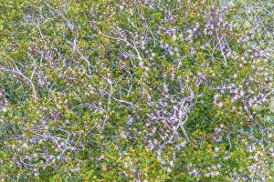 Abstract view of beeches in summer, Vatnajokull National Park, Iceland