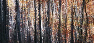 Abstract view of trees during autumn foliage in Tuscany, Italy