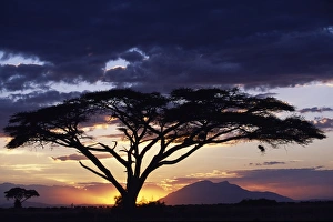 An acacia Tortilis frames the sun setting behind Longido Mountain An acacia Tortilis frames the sun setting behind Longido Mountain