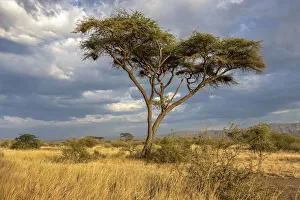 Acacia tree, Awash National park, Ethiopia Acacia tree, Awash National park, Ethiopia