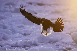 Adult Steller's sea eagle (Haliaeetus pelagicus Adult Steller's sea eagle (Haliaeetus pelagicus
