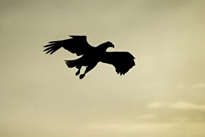 Adult White-tailed Eagle (Haliaeetus albicilla) in flight in silhouette, Hokkaido, Japan Adult White-tailed Eagle (Haliaeetus albicilla) in flight in silhouette, Hokkaido, Japan