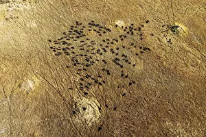 Aerial view of Cape Buffalo, Okavango Delta, Botswana Aerial view of Cape Buffalo, Okavango Delta, Botswana