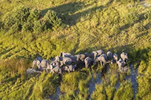 Aerial view herd of elephants, Okavango Delta, Botswana, Africa Aerial view herd of elephants, Okavango Delta, Botswana, Africa